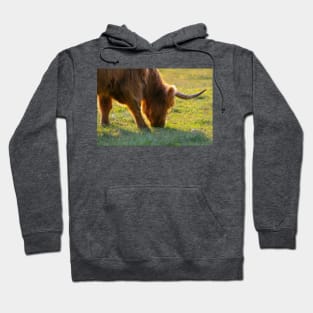 Longhorn Cattle Hoodie